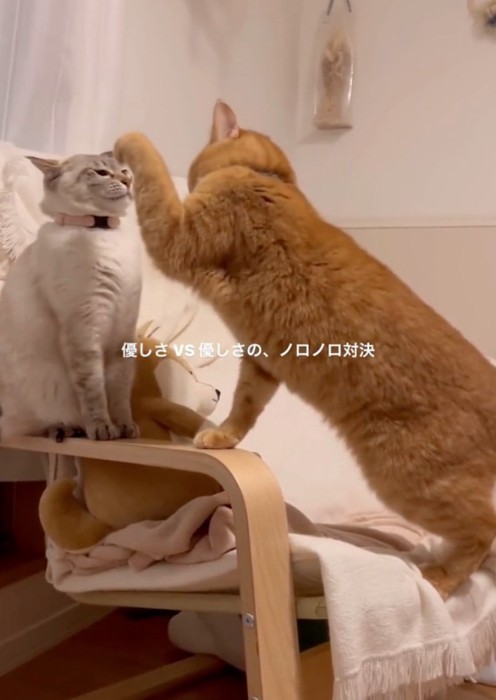 パンチせずに固まる猫