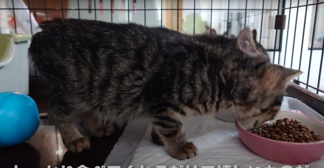 ご飯を食べる2匹の猫