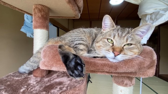 キャットタワーで寛ぐサビ猫