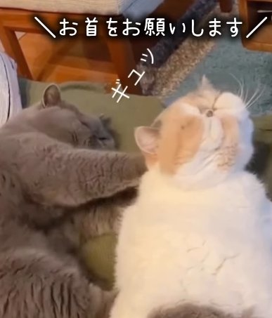 横になって白茶猫の背中を押す猫（お首をお願いします）