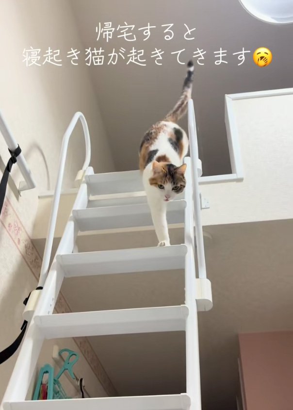 出てくる猫