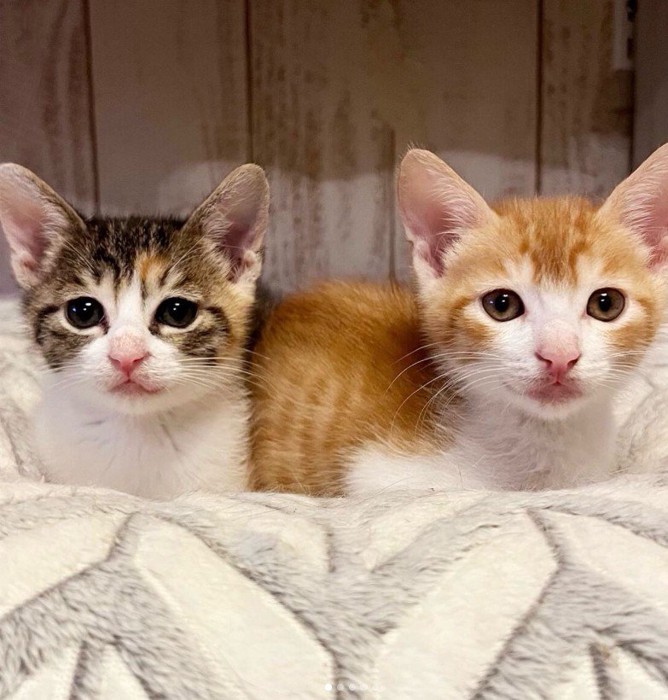 モナカちゃんとシューくん