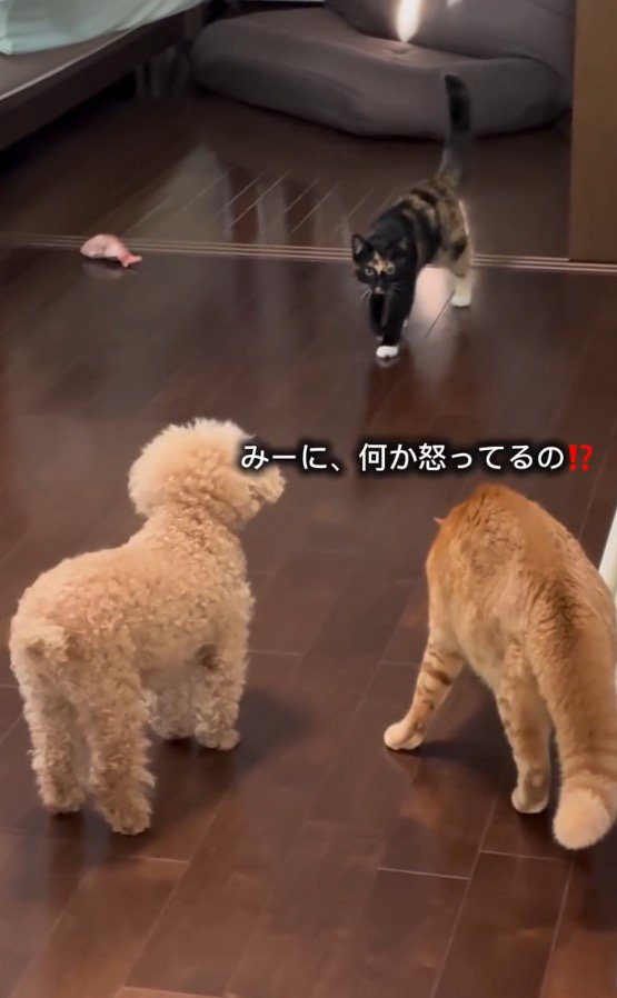 茶トラ猫に近寄る三毛猫