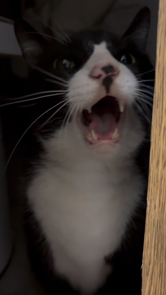 怒っている猫さん