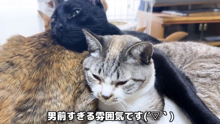 2匹の猫