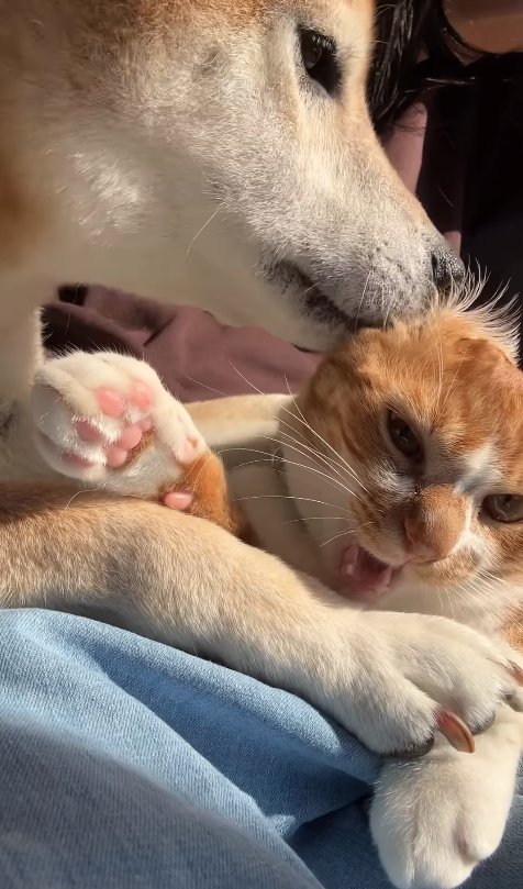 口を開けている猫の耳に口をくっつけている柴犬