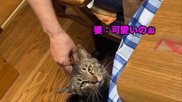 可愛がられる猫