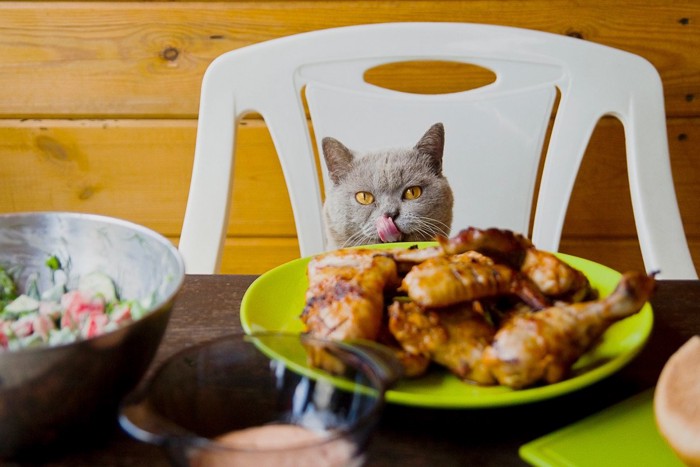 チキンを見る猫