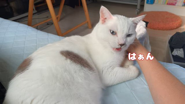 「はぁん」と鳴く猫