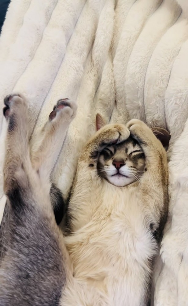 毛布の上で眠るアビシニアン