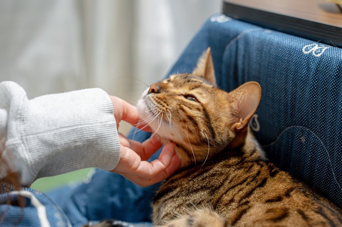 飼い主に撫でてもらうキジトラ