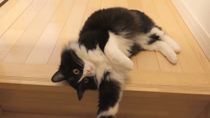 階段の端にいるチコちゃん
