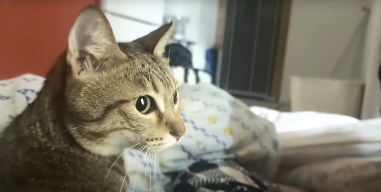 ふとんから顔を出す猫