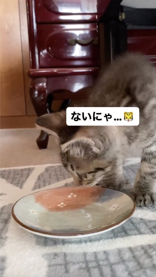 水がなくなってるのを確認する猫