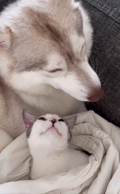 犬を見上げる子猫