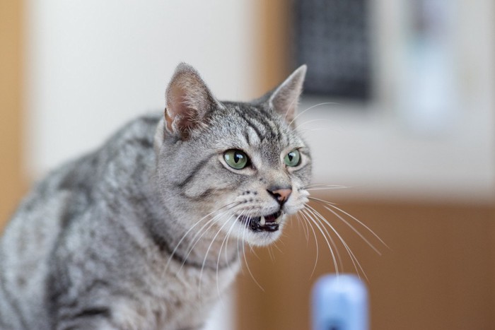 鳴く猫 サバトラ猫