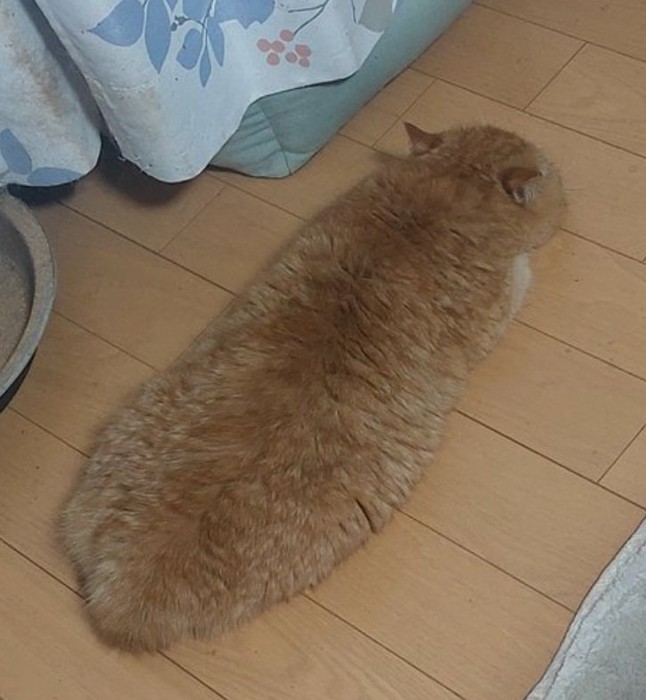 くつろぐがんもくん