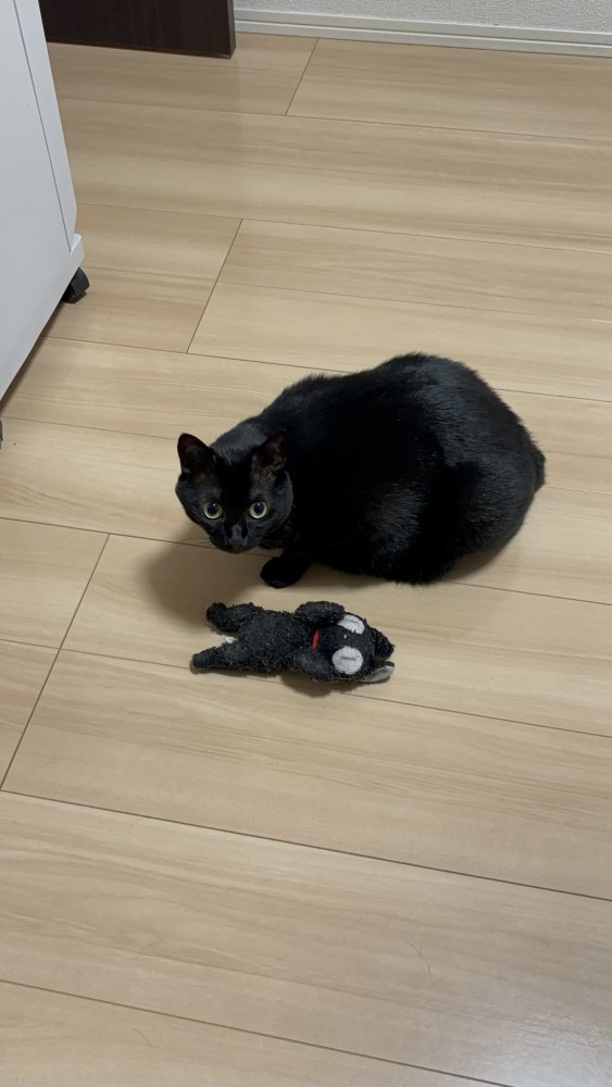 おもちゃと黒猫
