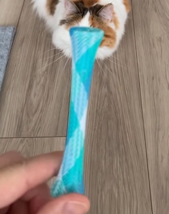 棒状のおもちゃを持つ飼い主の手