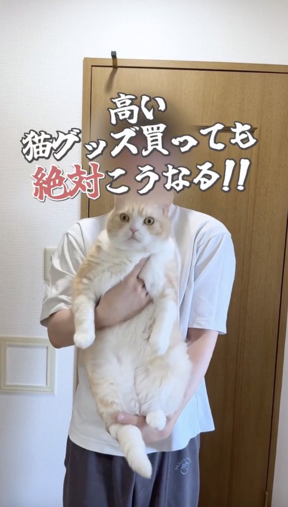 飼い主に抱っこされる猫