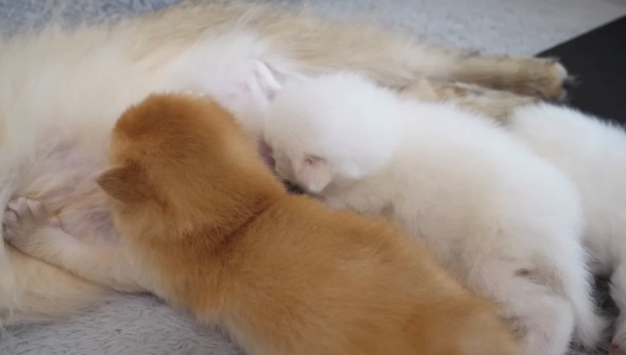 おっぱいを吸う子猫の様子