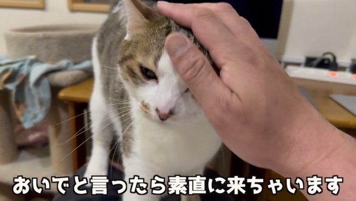 素直なコトくん