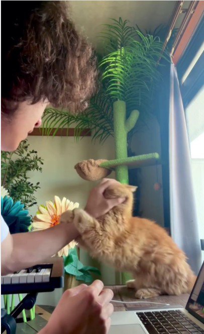 人の腕を噛んでいる猫