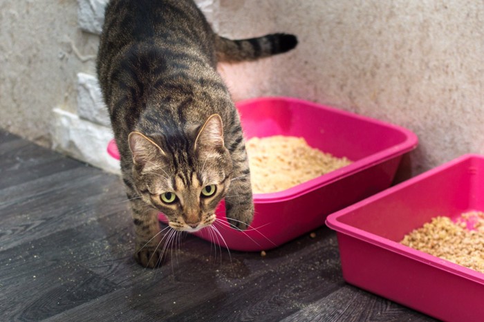 トイレから飛び出す猫