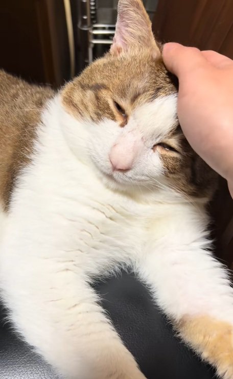 頭を撫でられて寝かけている猫