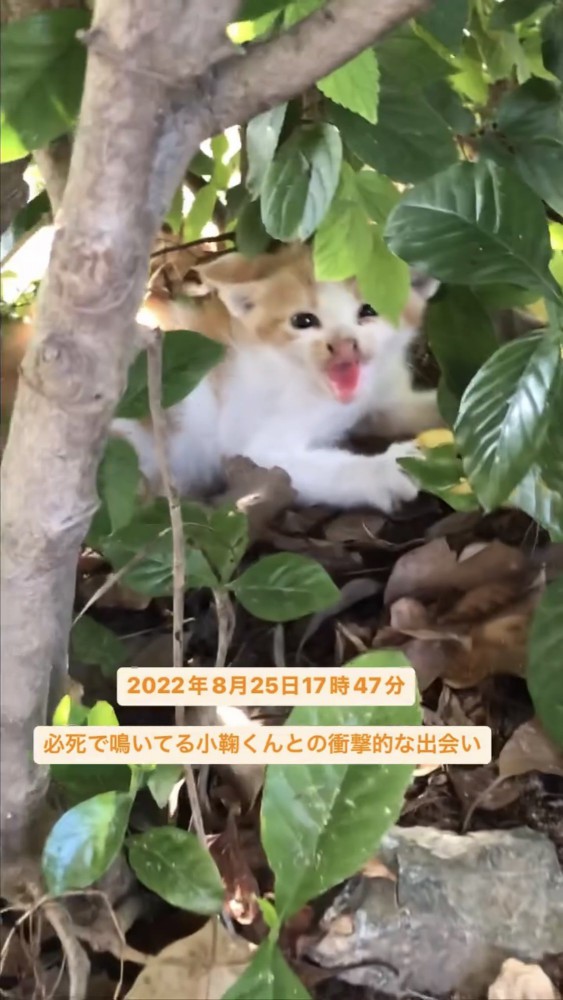 自然の中にいる子猫