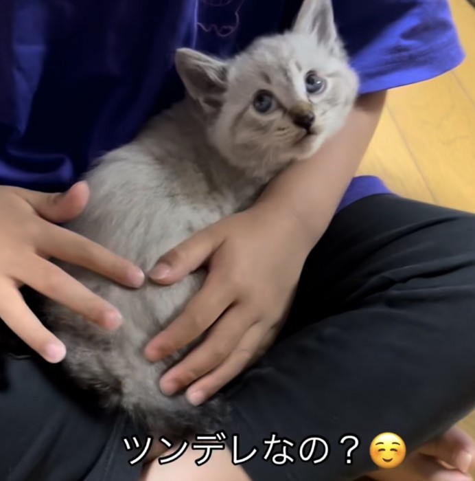 「ツンデレなの？」のテロップ写真