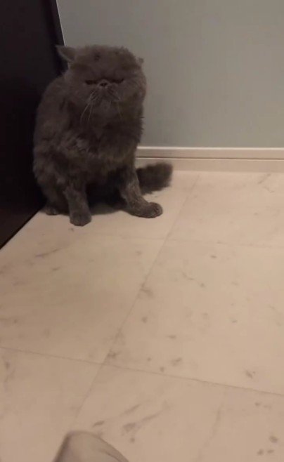 ドライヤーをしている猫