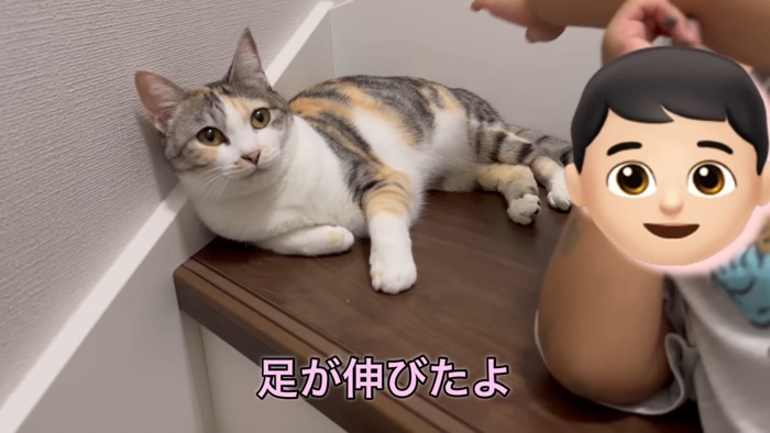 男の子の話を聞く猫