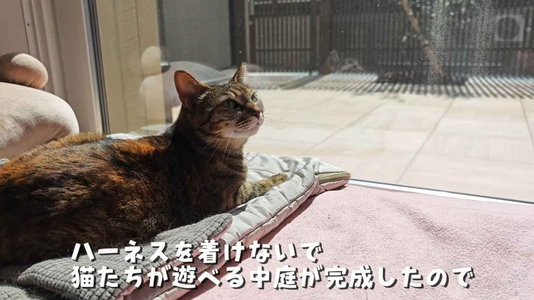 窓辺に座っている麦わら猫
