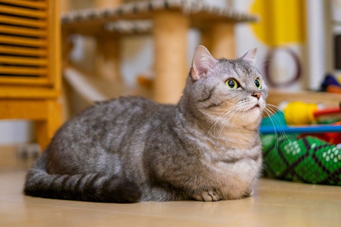 フローリングにいる猫