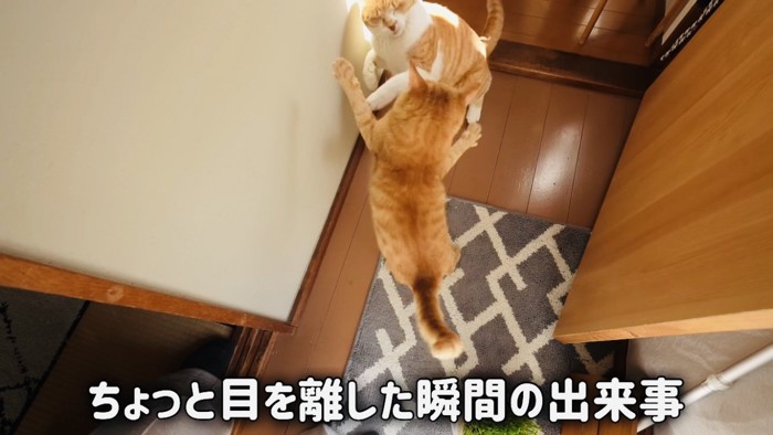 ケンカする茶白猫と子猫