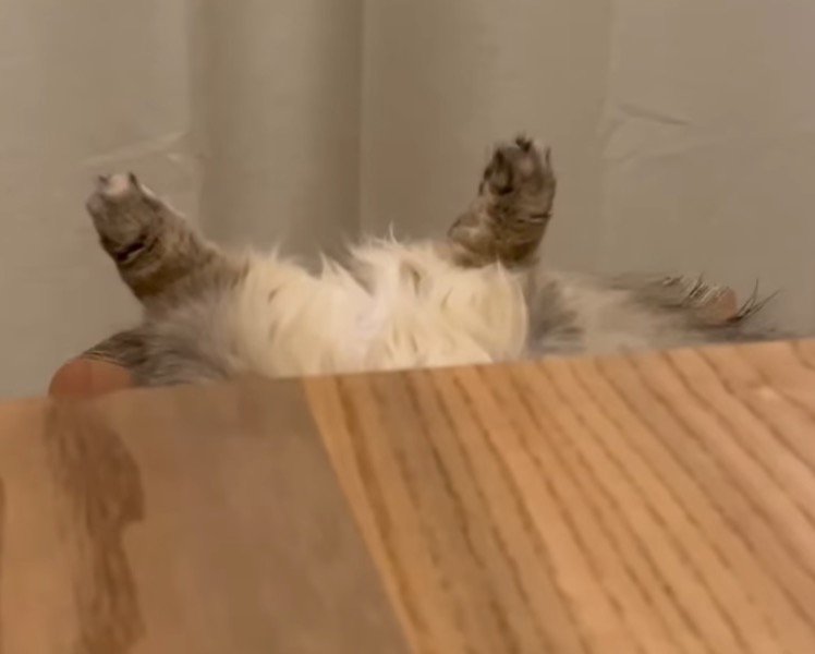 仰向けになっているキジトラ模様の猫の足