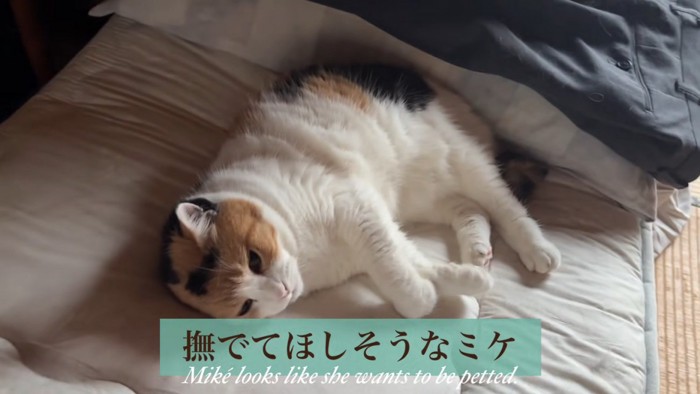 寝る猫