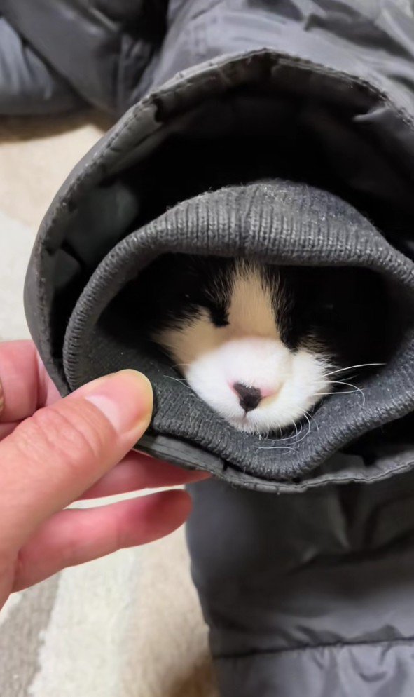 袖の中の猫