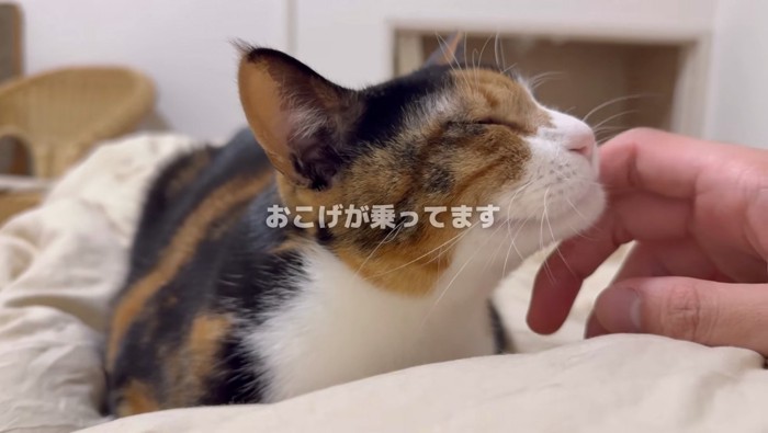 主さんのお腹でおちついているおこげちゃん