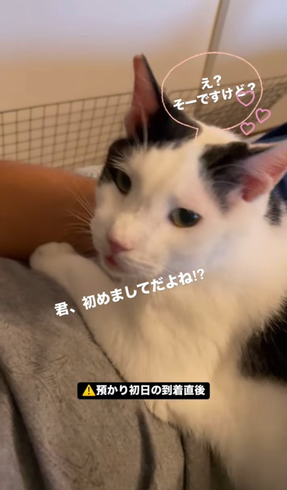 振り返る猫