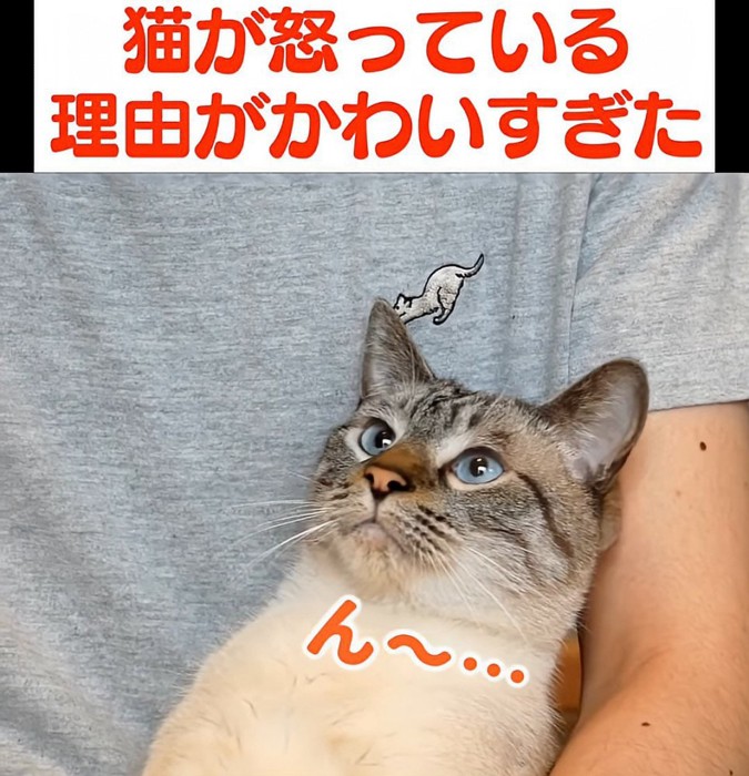 上を見ている猫