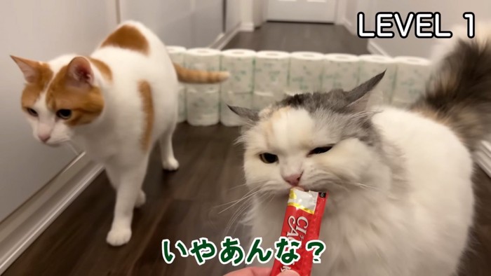 オヤツを食べるつくしちゃん