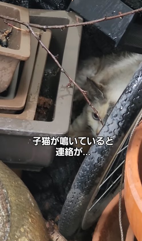 自転車の陰にいる猫