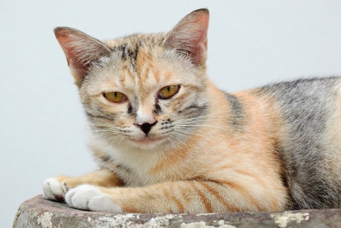 悪巧みっぽい猫