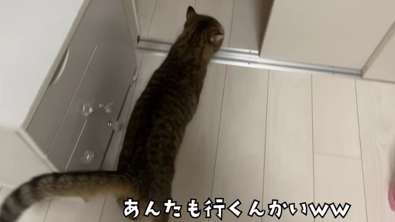 室内にいる猫