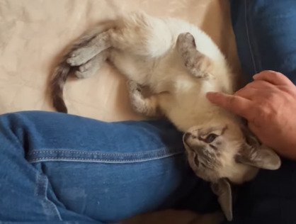 膝の上で寝る猫