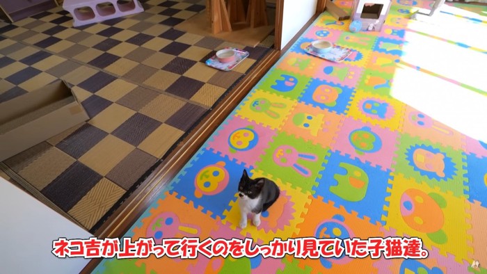 先輩猫が登る姿をしっかりと確認する子猫達