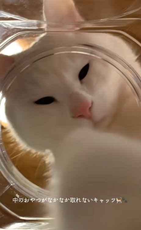 瓶の中に手を入れる白猫