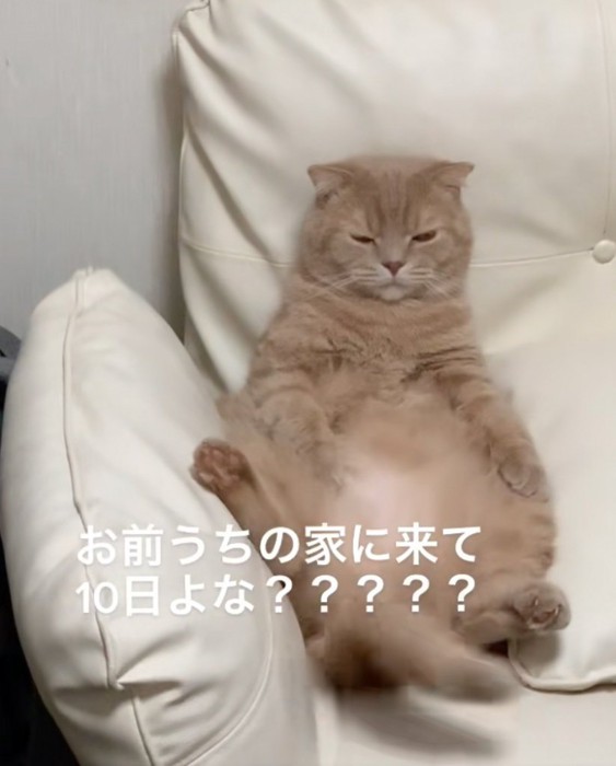 尻尾を振る猫